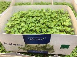 Produktfoto zu Rucola -Kresse