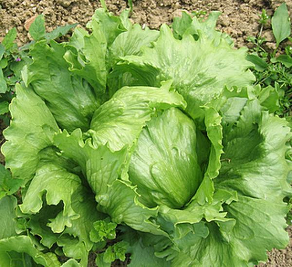 Produktfoto zu Eisbergsalat